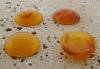 18mm. HONEY AMBER SHINY MARBLE ROUND CABOCHONS - Lot of 48